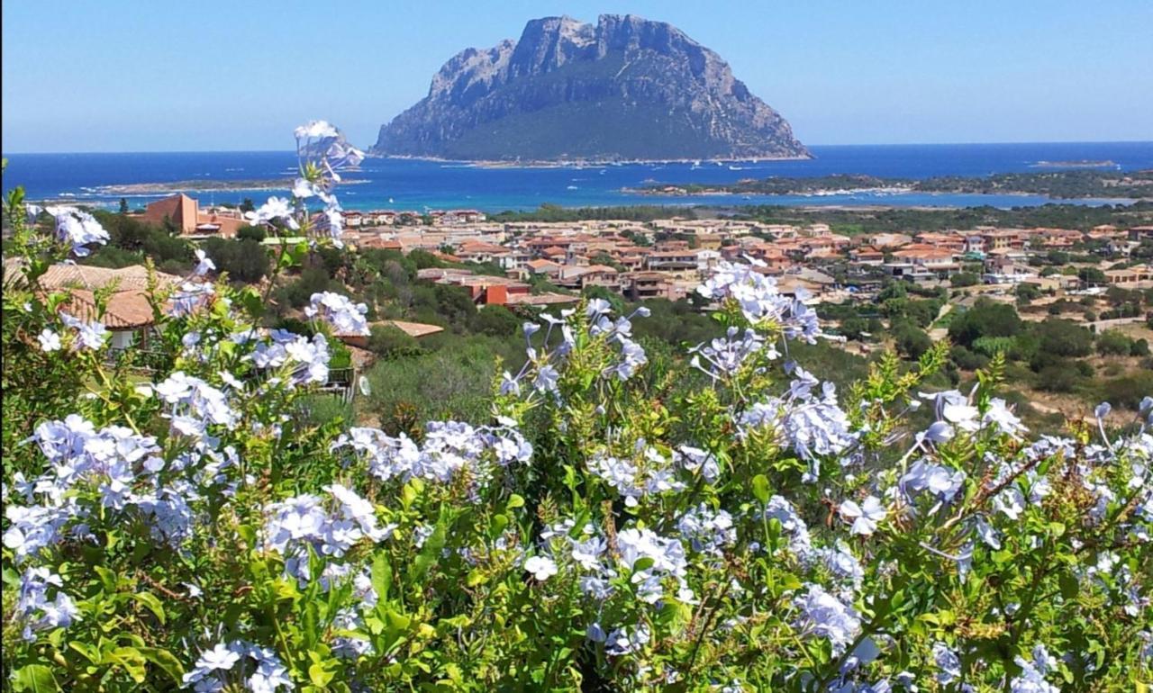 Le Case Del Mare Porto San Paolo  Exteriör bild